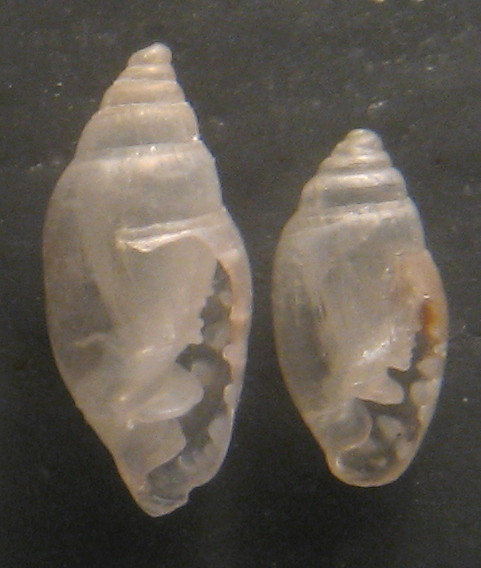 Myosotella cf. denticulata (Montagu,1803)